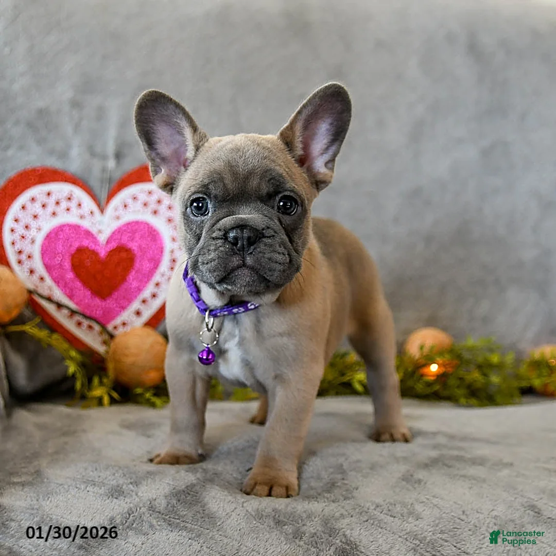 French Bulldog dogs for sale: Winter - Ad 1