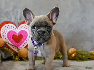 French Bulldog dogs Winter - Ad 2