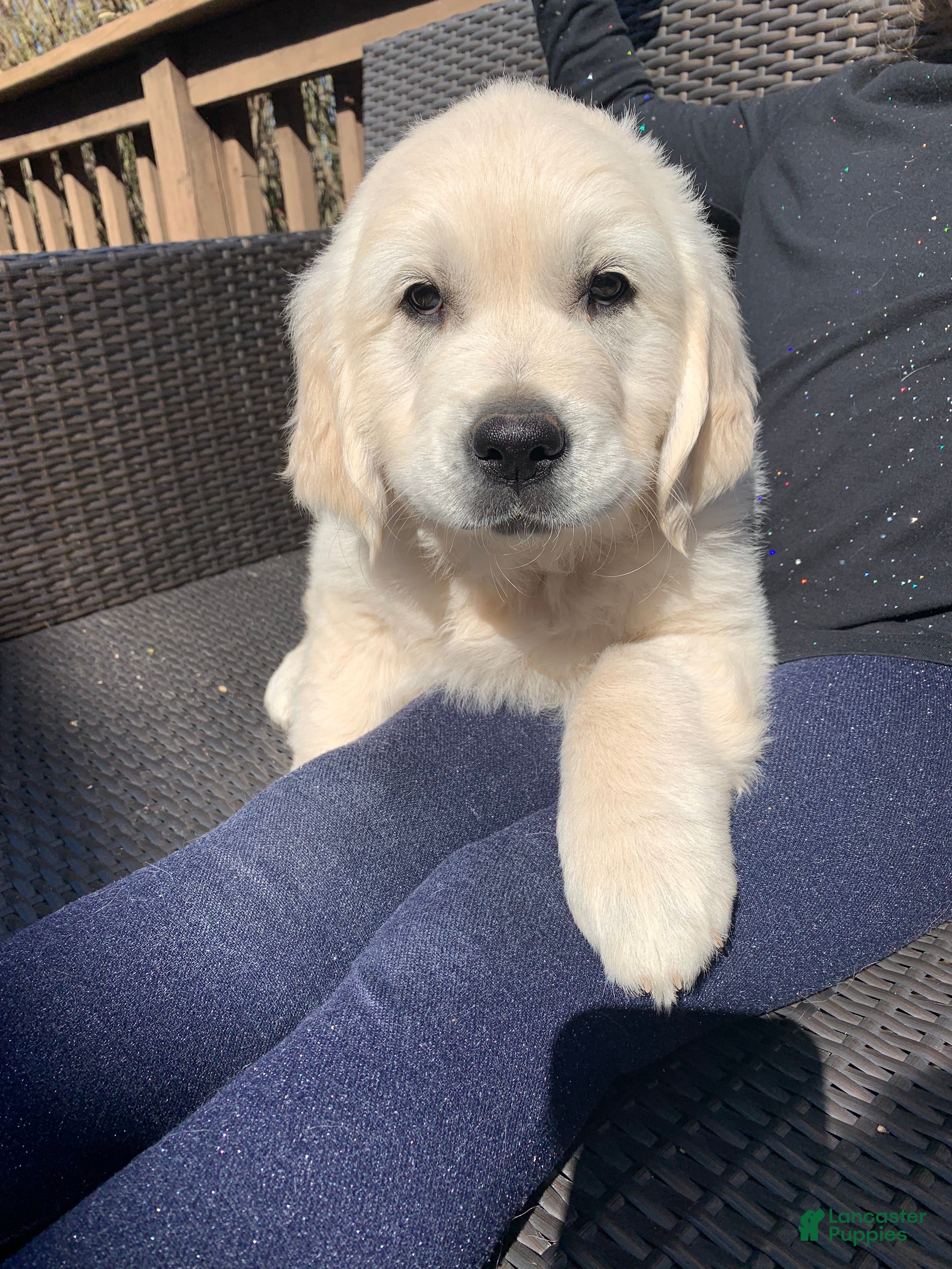 Golden Retriever dogs Duke - Ad 2