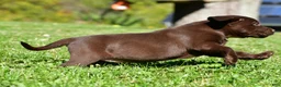 Labrador Retriever dogs for sale: Chai - Ad 9
