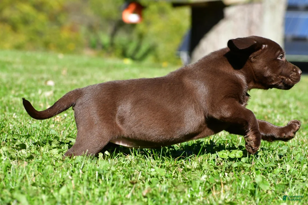 Labrador Retriever dogs for sale: Chai - Ad 9