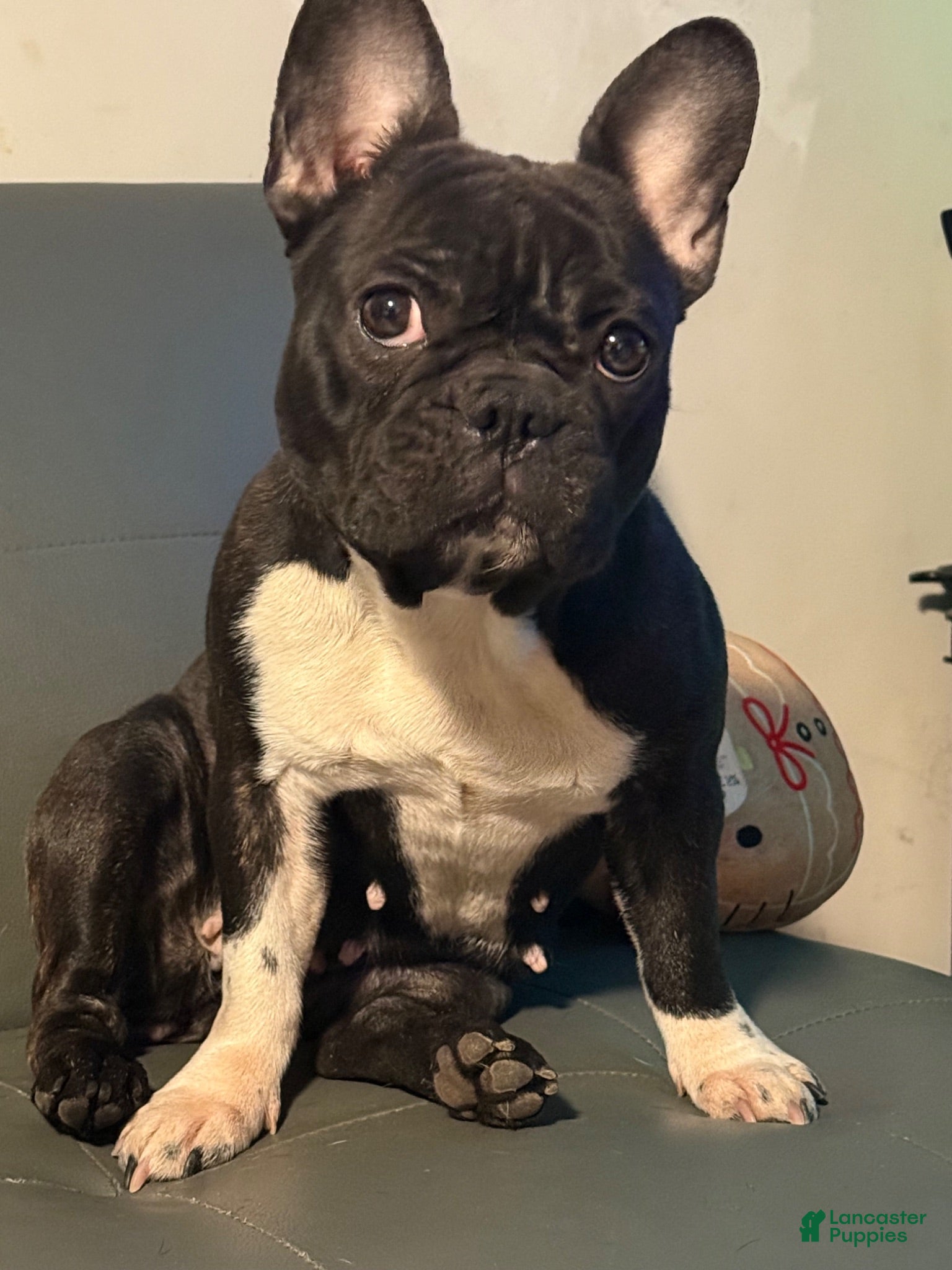 French Bulldog dogs French Bulldog 5 - Ad 3