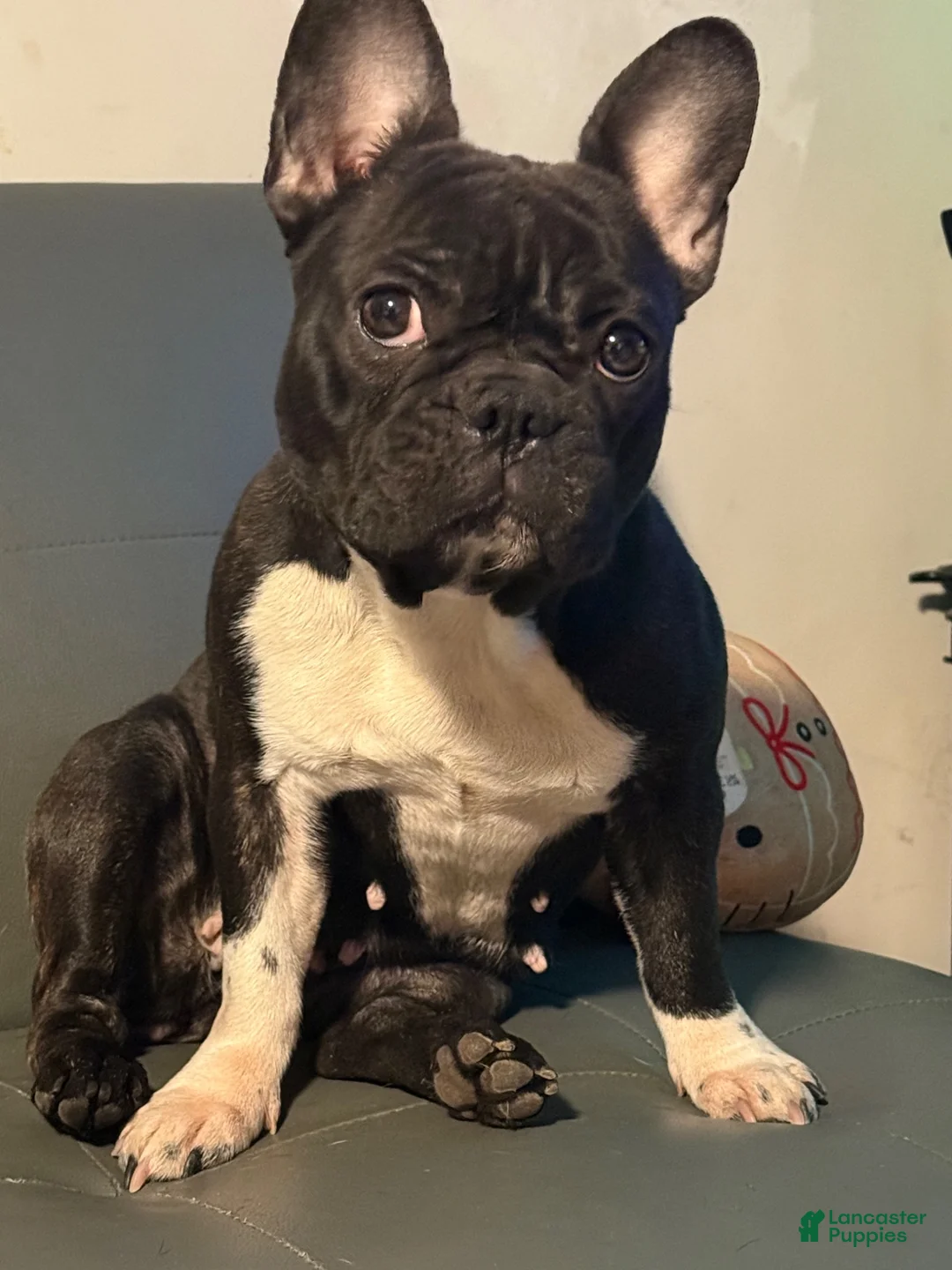 French Bulldog dogs for sale: French Bulldog 5 - Ad 1