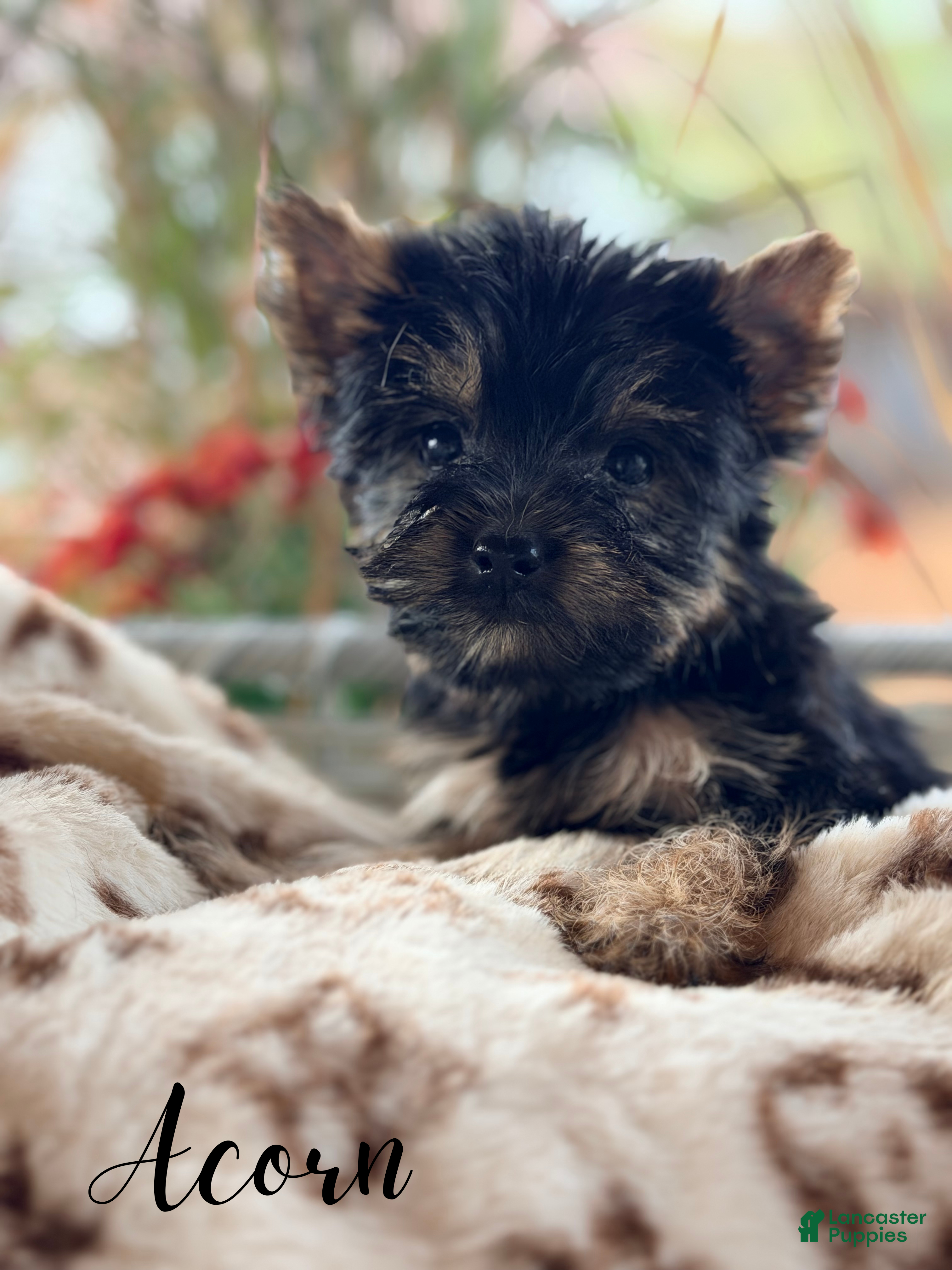 Yorkshire Terrier (Yorkshire Terrier, Female) in Addison, IL