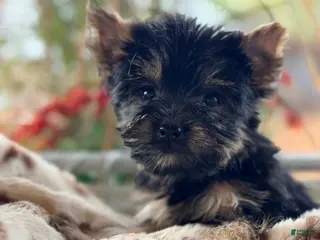 Yorkshire Terrier dogs Yorkshire Terrier 4 - Ad 6