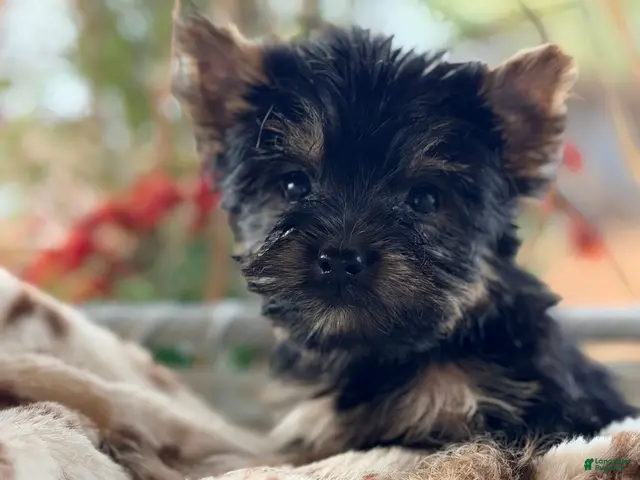 Yorkshire Terrier dogs Yorkshire Terrier 4 - Ad 40