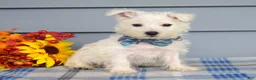 West Highland Terrier dogs for sale: Maverick - Ad 7