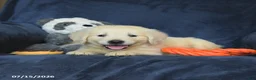 Golden Retriever dogs for sale: Tonya - Ad 4