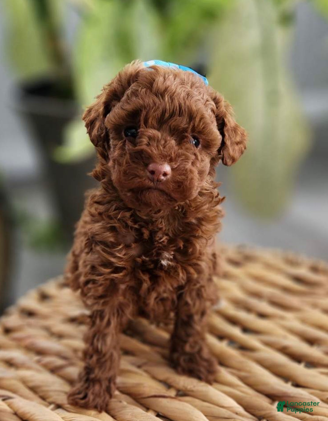 Toy Poodle dogs for sale: Cody -AKC GENETICALLY TESTED TOY POODLE - Ad 2