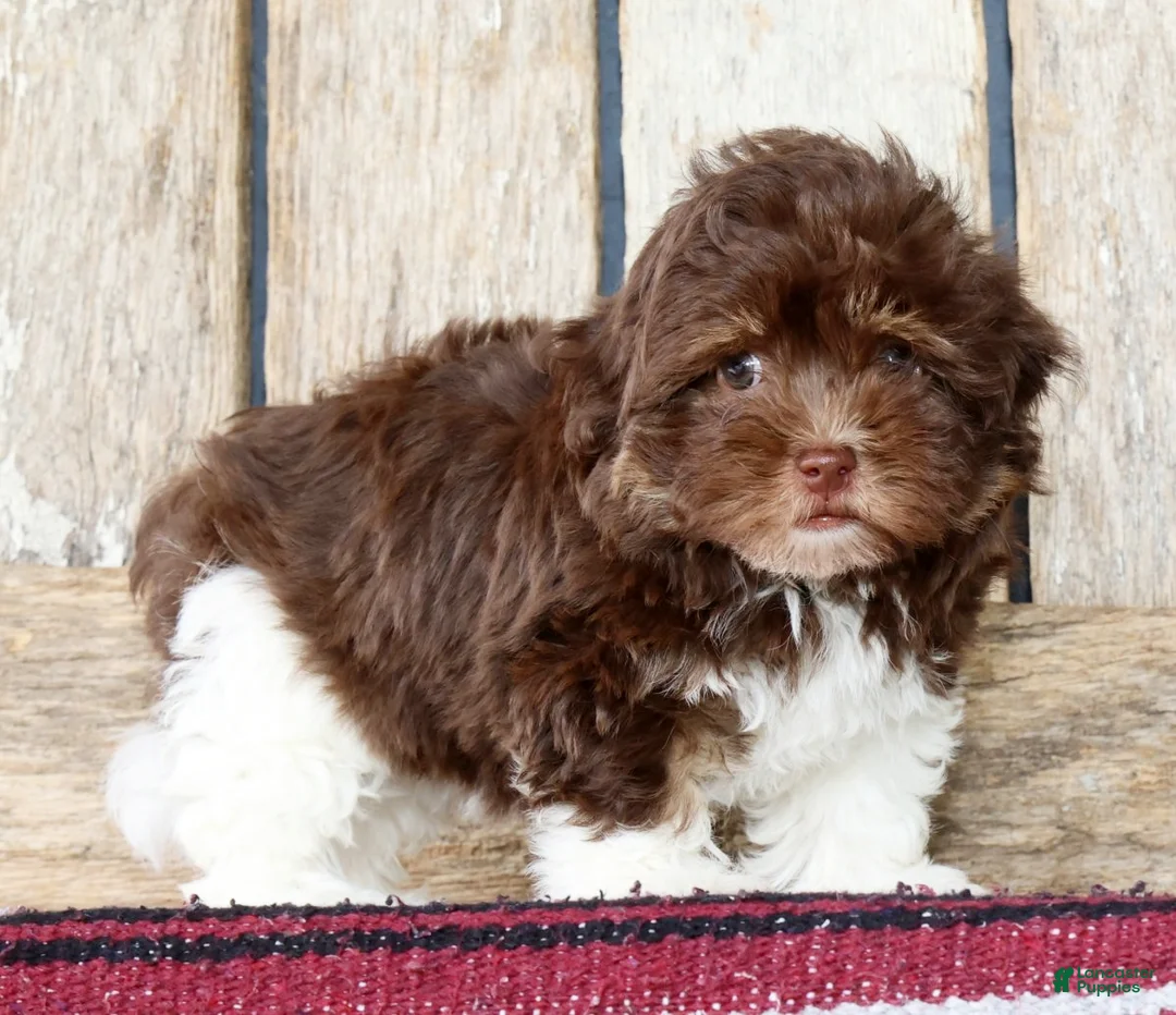 Havanese dogs for sale: Tulip - Ad 1