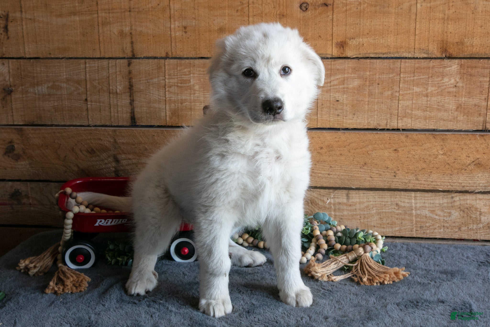 Maremma Sheepdog dogs Vito Jr  - Ad 1