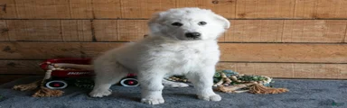 Vito Jr 