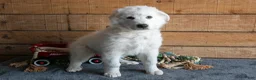 Maremma Sheepdog dogs for sale: Vito Jr  - Ad 1