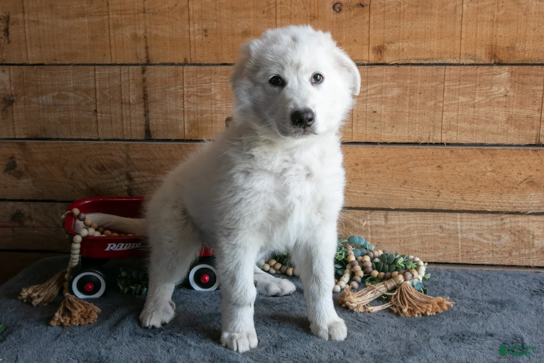 Maremma Sheepdog dogs for sale: Vito Jr  - Ad 1