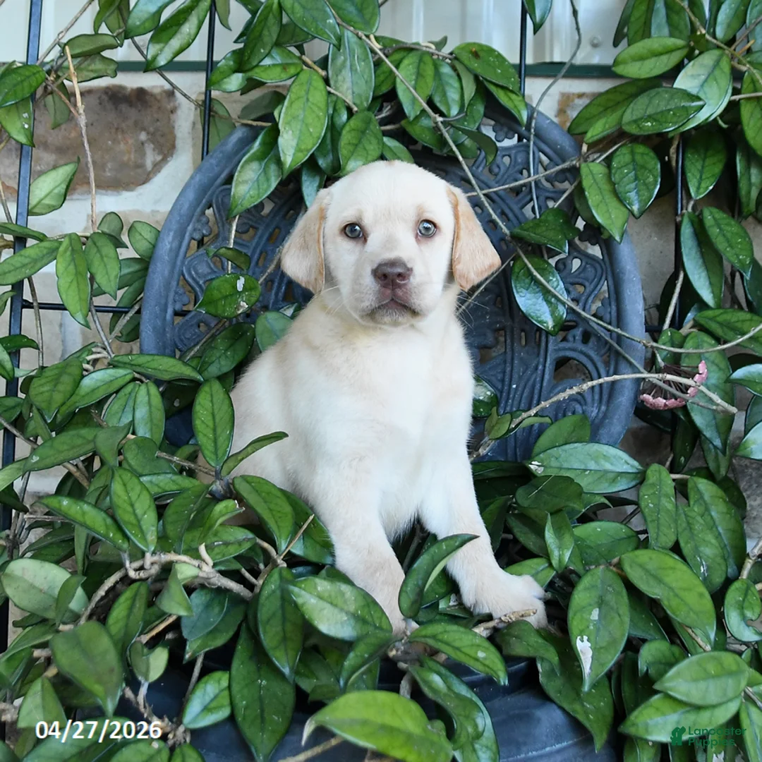 Labrador Retriever dogs for sale: Marigold - Ad 2