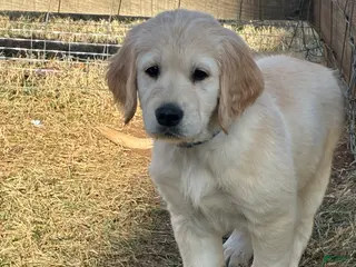 Golden Retriever dogs Matthias - Ad 31