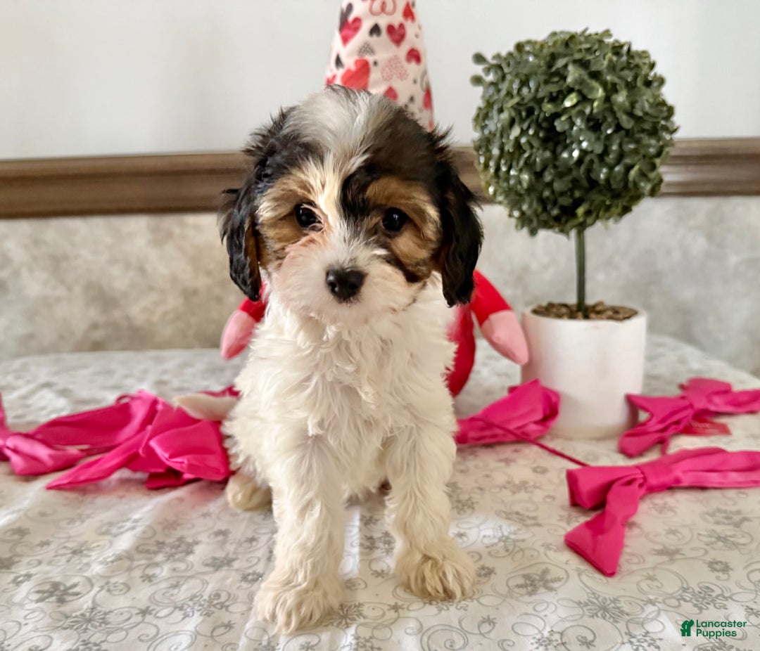 Cavapoo dogs for sale: Charm - Ad 3