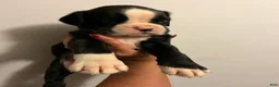 Boxer dogs for sale: Boy - Ad 3