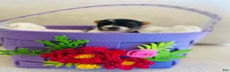 Biewer Terrier dogs for sale: Biewer Terrier Puppy 2 - Ad 8