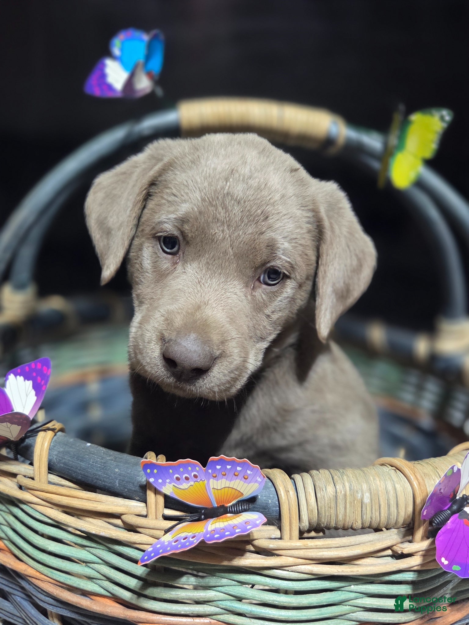 Labrador Retriever dogs Light purple collar - Ad 4
