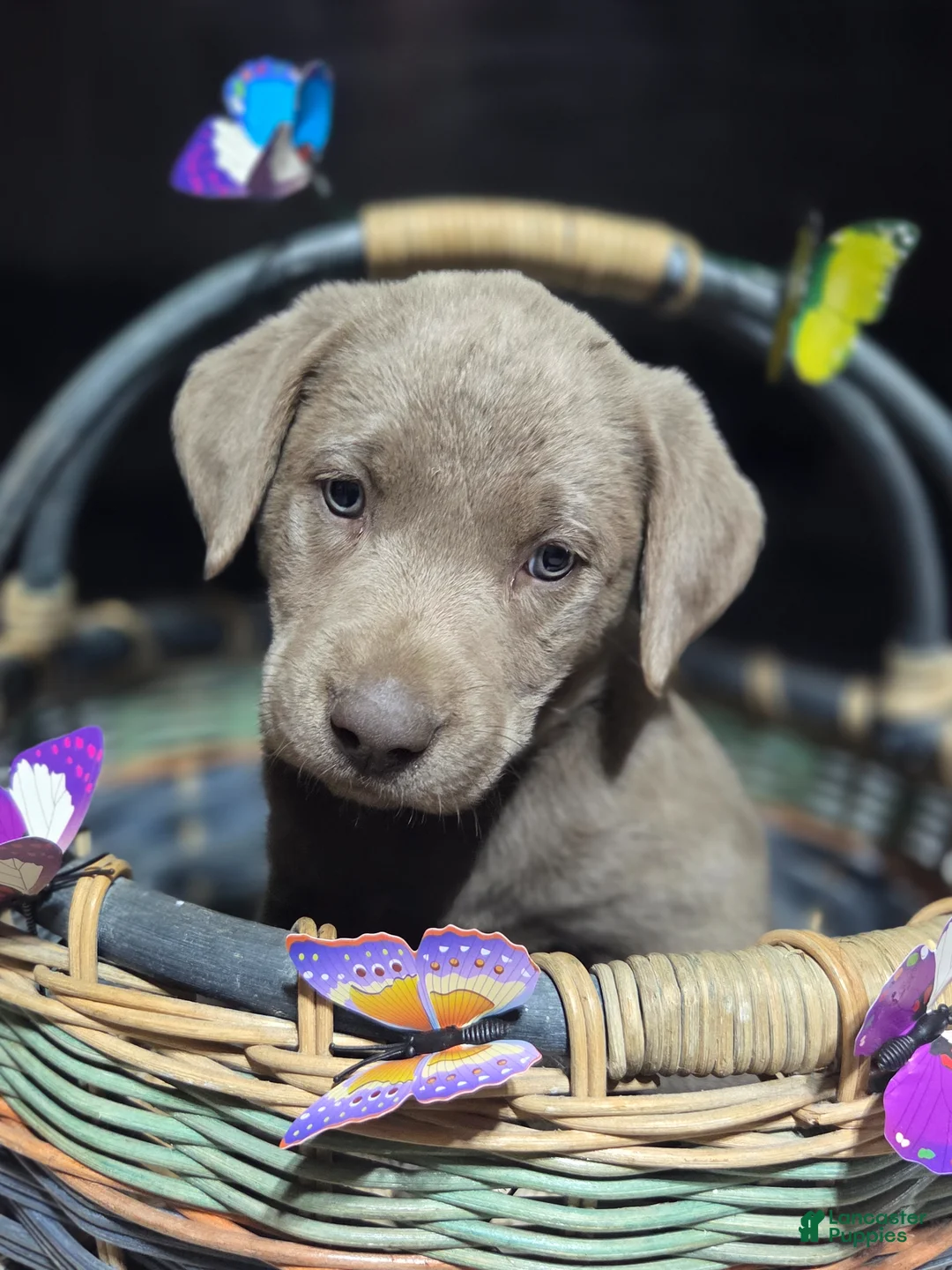 Labrador Retriever dogs for sale: Light purple collar - Ad 1