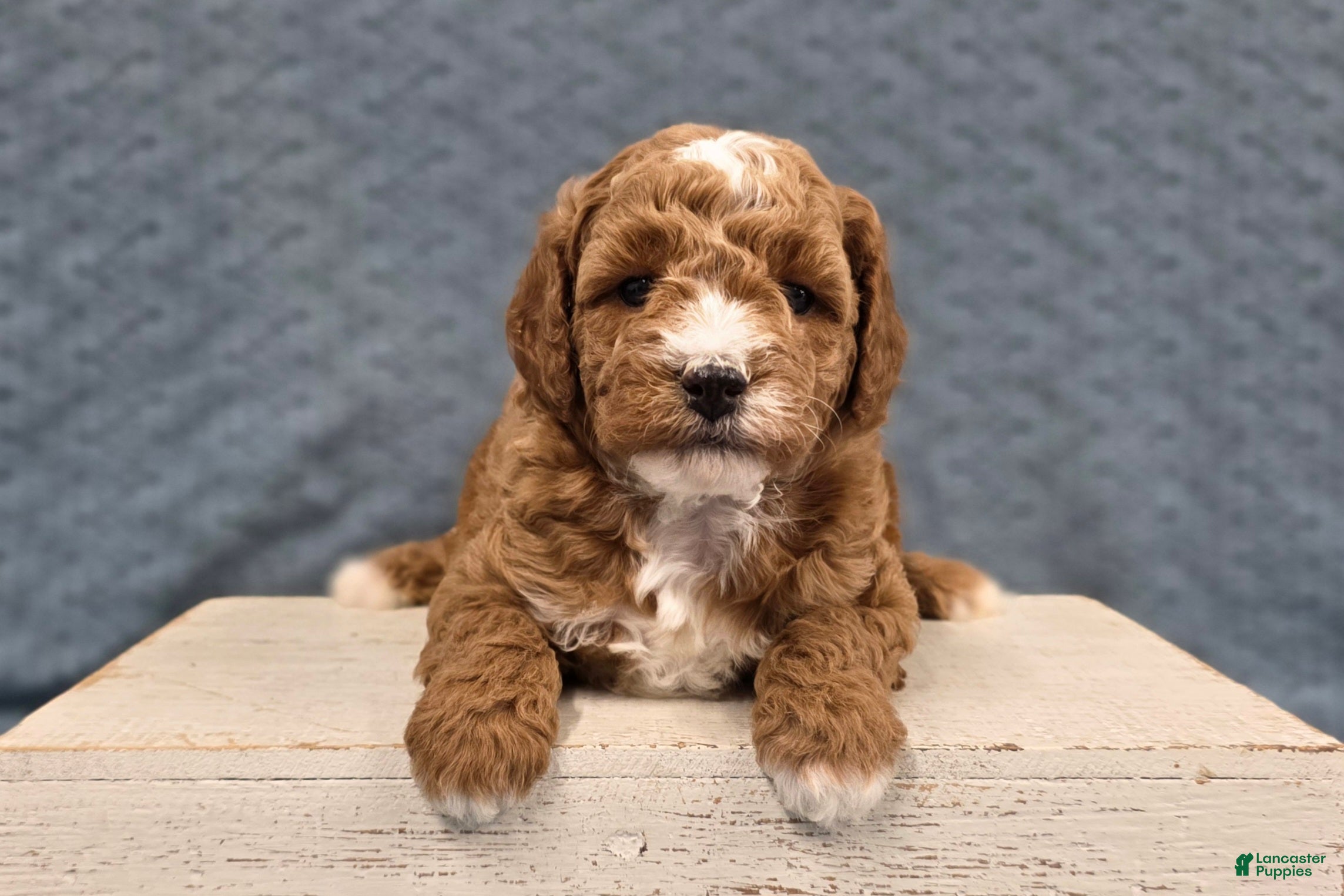 Miniature Poodle dogs Cooper - Ad 1
