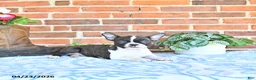 Boston Terrier dogs for sale: Mercida - Ad 4