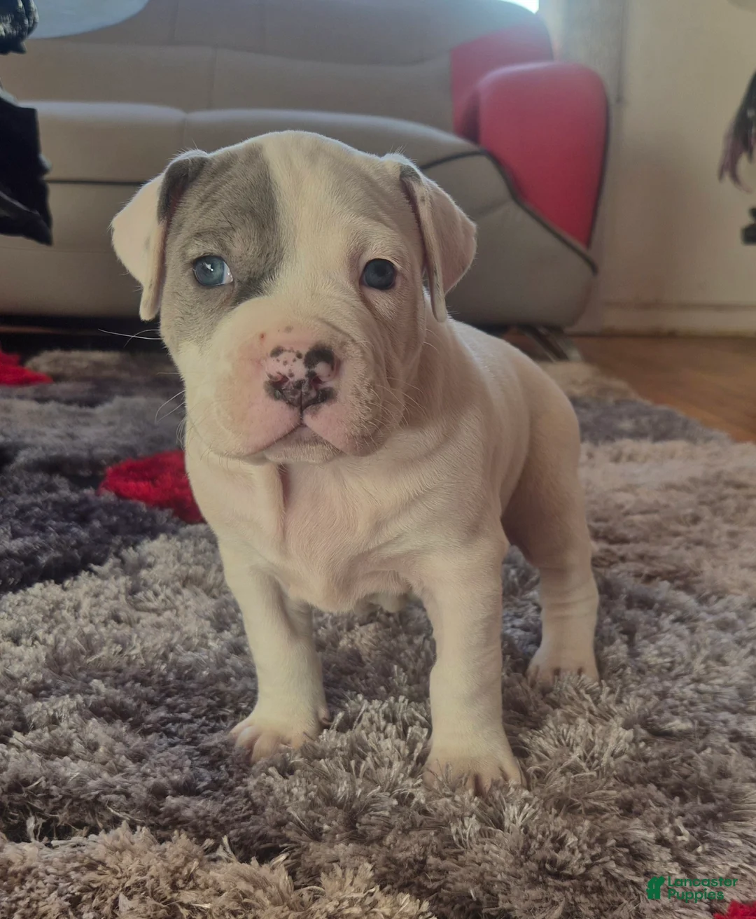 Mixed Breed dogs for sale: "WOLVERINE" WHITE MERLE - Ad 18