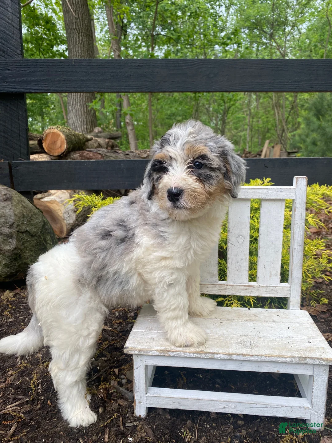 Bernedoodle dogs for sale: Lucy - Ad 14
