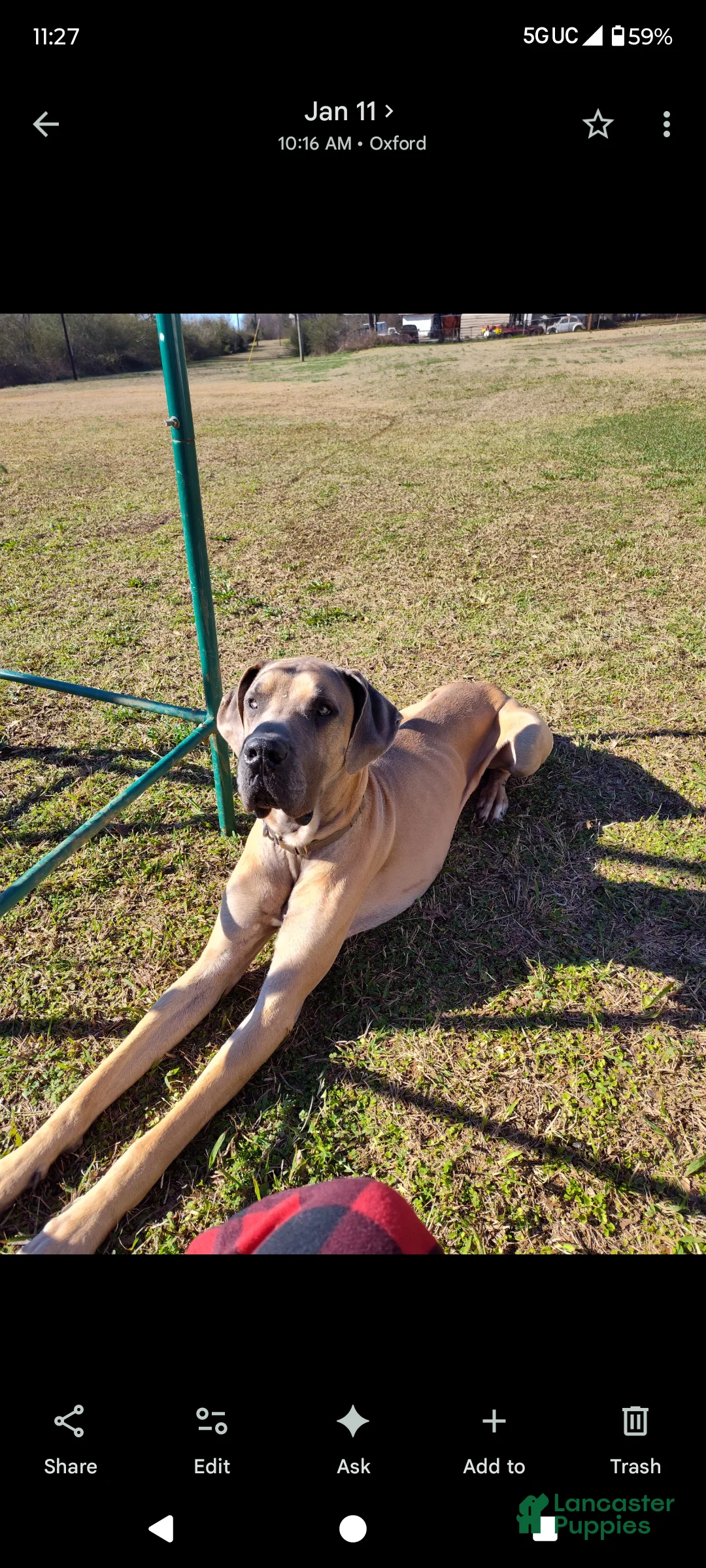 Great Dane dogs for sale: Great Dane Puppy 8 - Ad 3