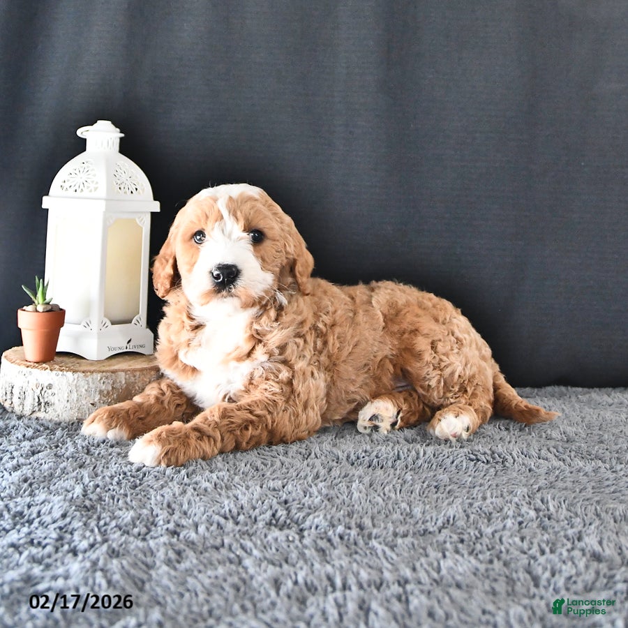 Mini Goldendoodle dogs Asher - Ad 1