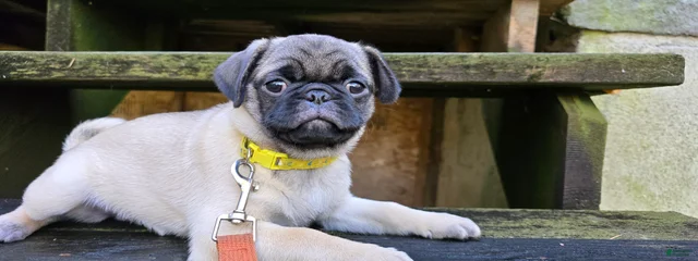 Tucker
