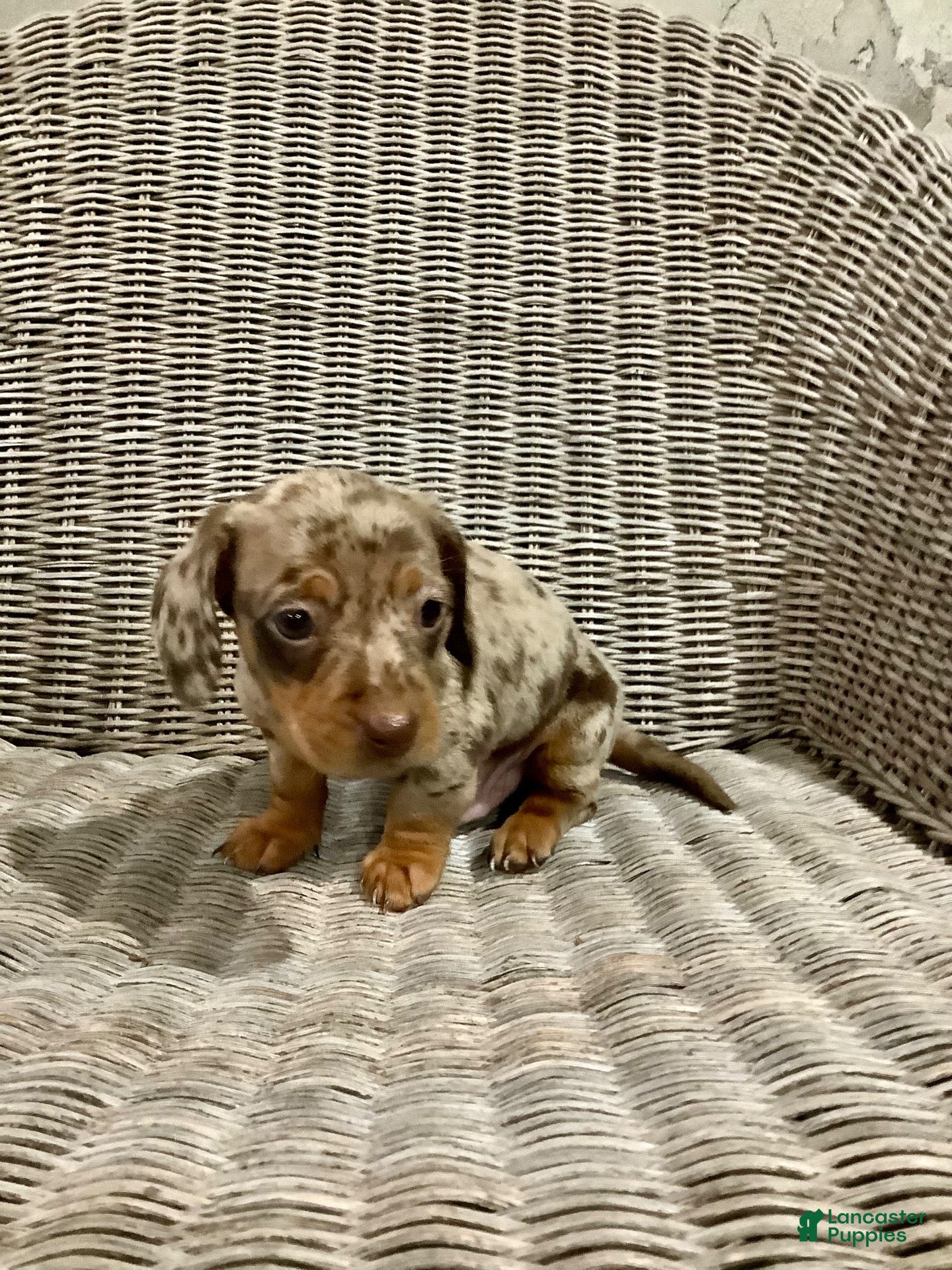 Miniature Dachshund dogs for sale: Archie - Ad 4