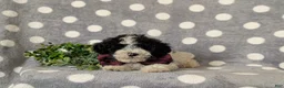Toy Poodle dogs for sale: Sumner - Ad 5
