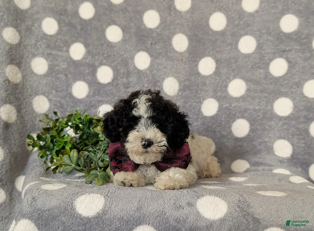 Toy Poodle dogs for sale: Sumner - Ad 5