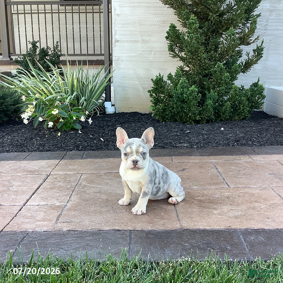 French Bulldog dogs Buttercup - Ad 1
