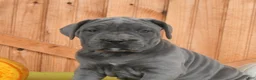 Cane Corso dogs for sale: Cora  - Ad 3