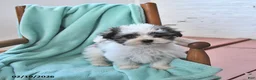Havanese dogs for sale: Quinn - Ad 5