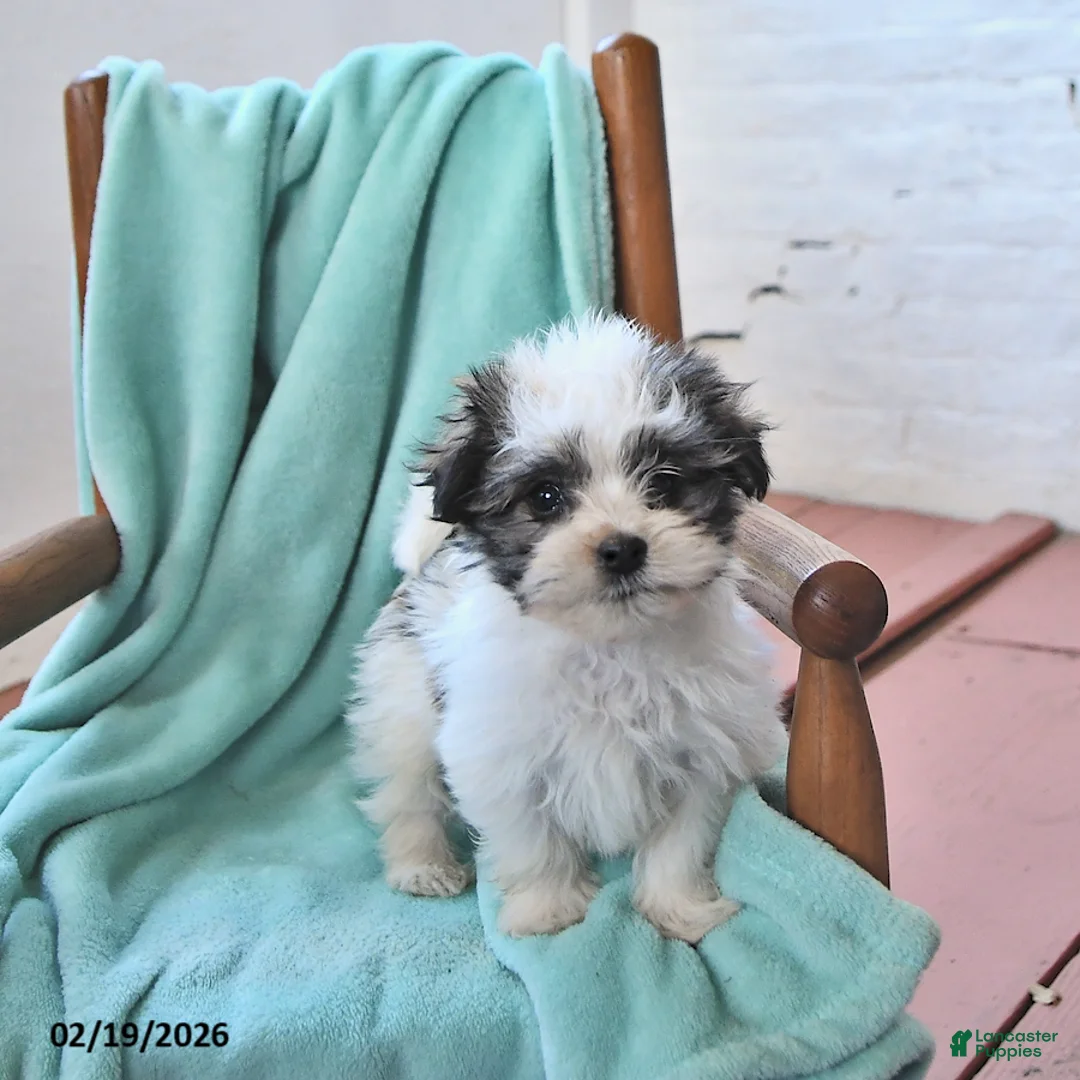 Havanese dogs for sale: Quinn - Ad 5