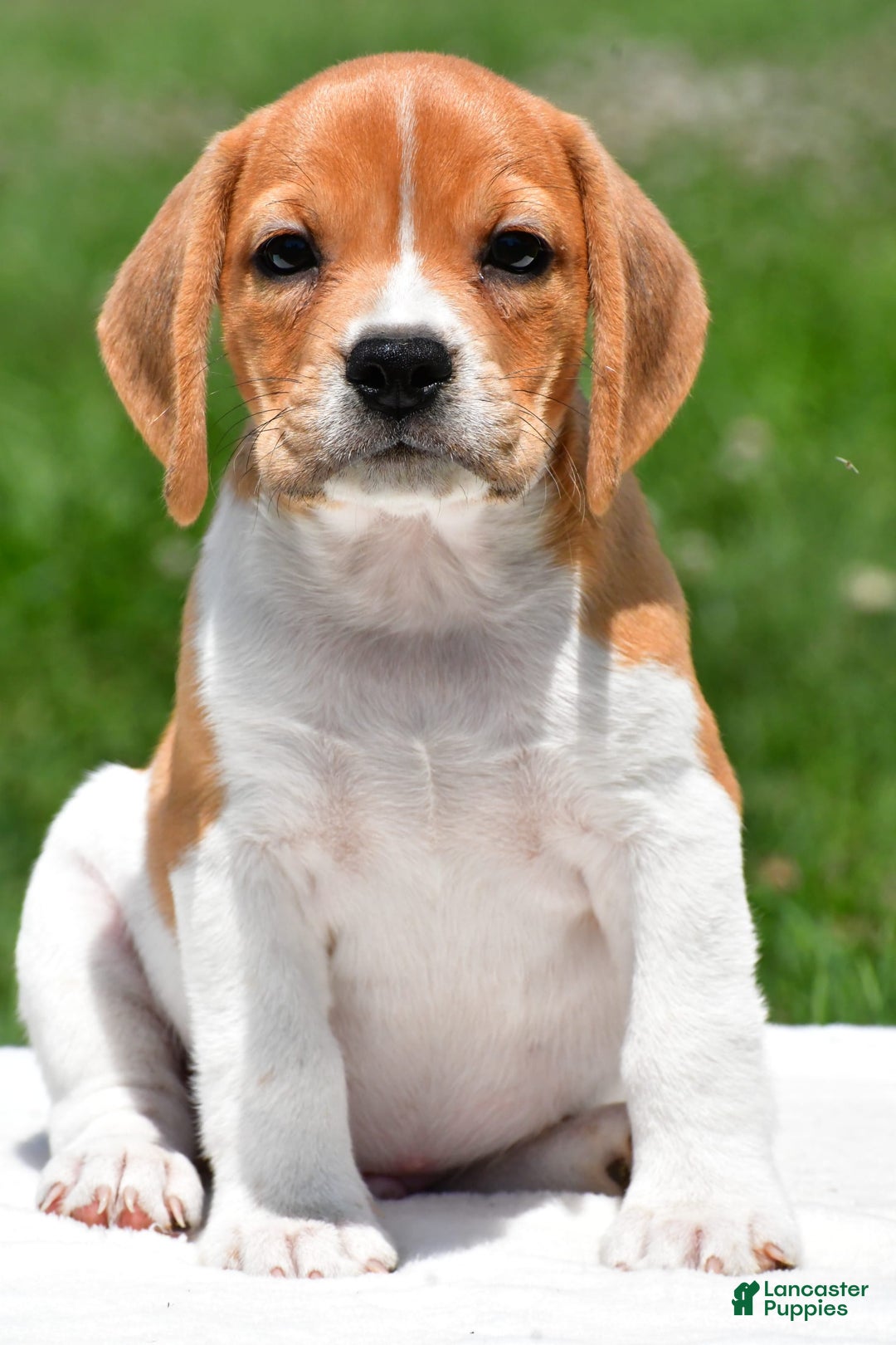 Beagle Puppy Half Beagle Half Bulldog Breed Chow Chow X Beagle Lab