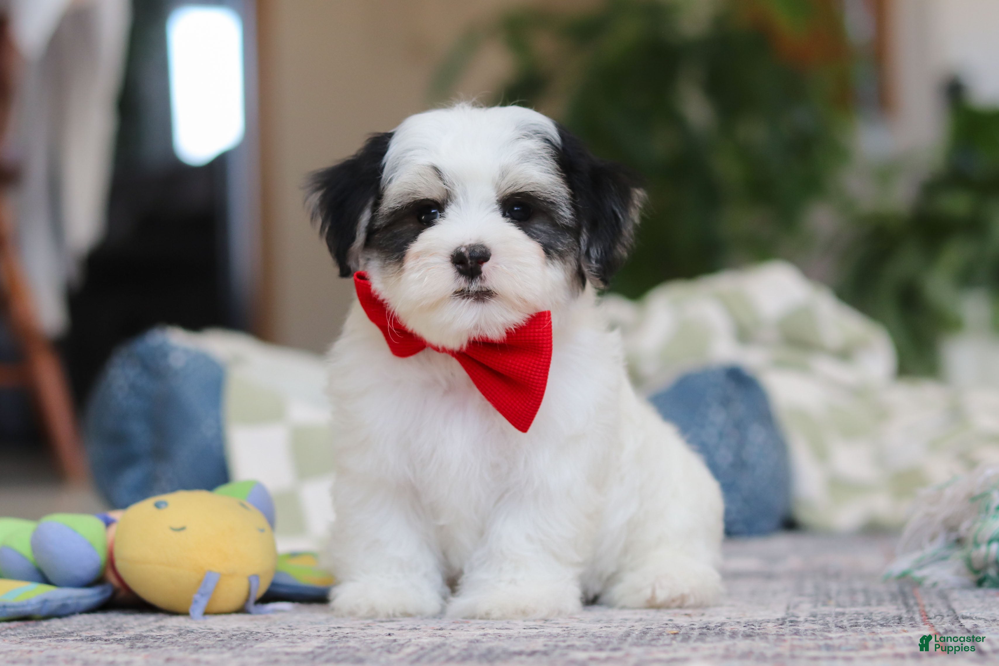 Morkie dogs Carson - Ad 28