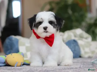 Morkie dogs Carson - Ad 28