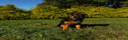 German Shepherd dogs for sale: Black - Ad 3