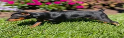 Miniature Pinscher dogs for sale: Spark - Ad 11