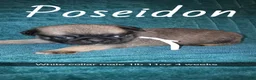 Pug dogs for sale: Poseidon  - Ad 4