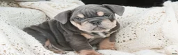 English Bulldog dogs for sale: Xena - Ad 2
