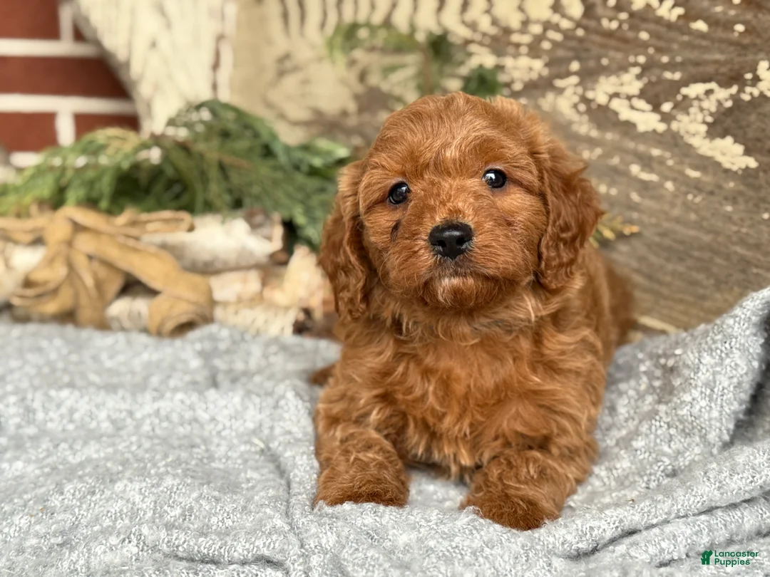 Mixed Breed dogs for sale: Stott - Ad 8