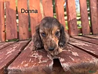 Miniature Dachshund dogs Donna - Ad 30