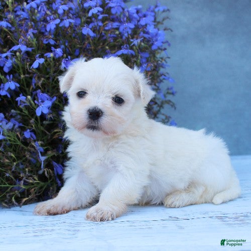 Maltese dogs Molly - Ad 1