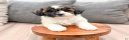 Miniature Poodle dogs for sale: Asia - Ad 2